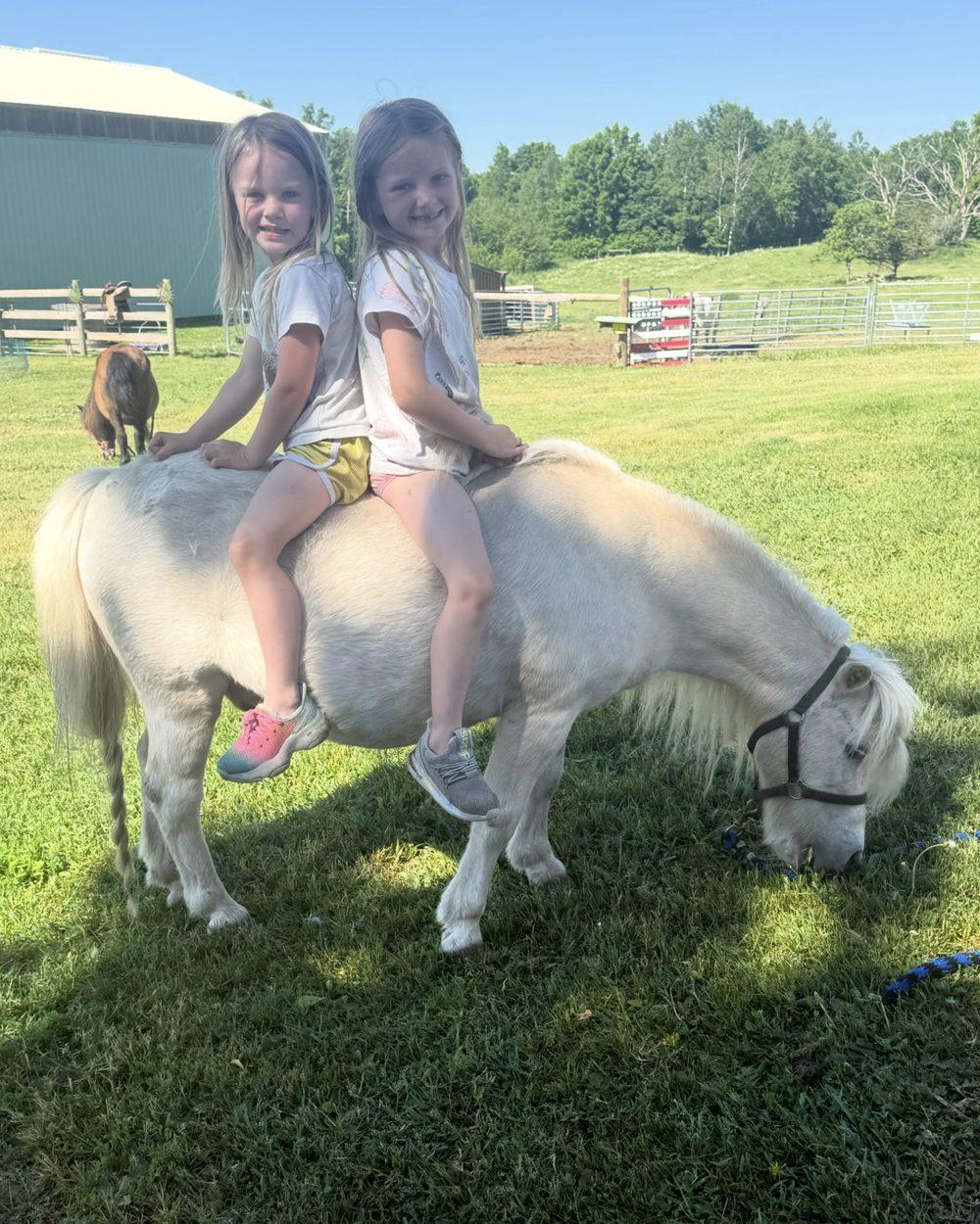 Buttons, part of the Pony Parties Express herd