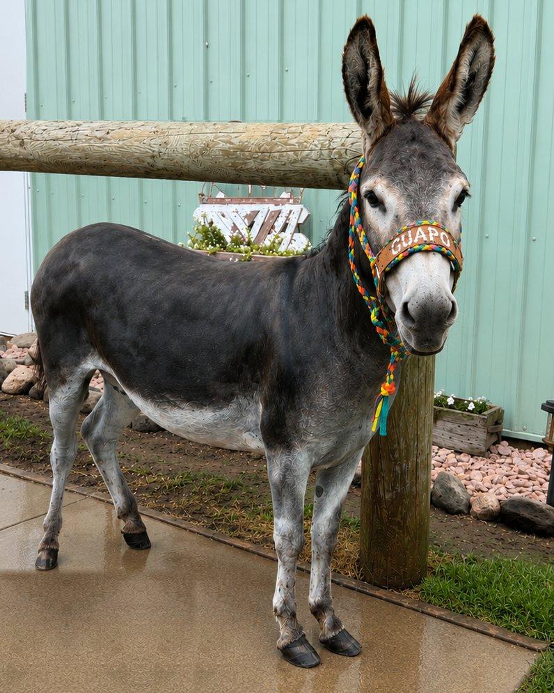 Guapo, a grey miniature donkey, wearing his colorful halter with a GUAPO nameplate in front of a green barn.
