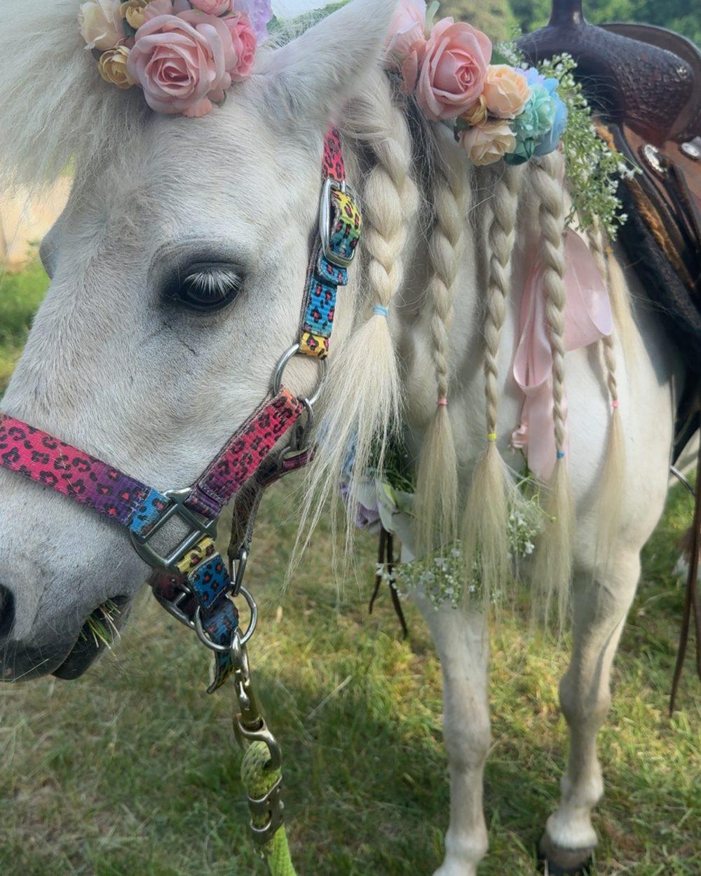 Tinker Bell, part of the Pony Parties Express herd