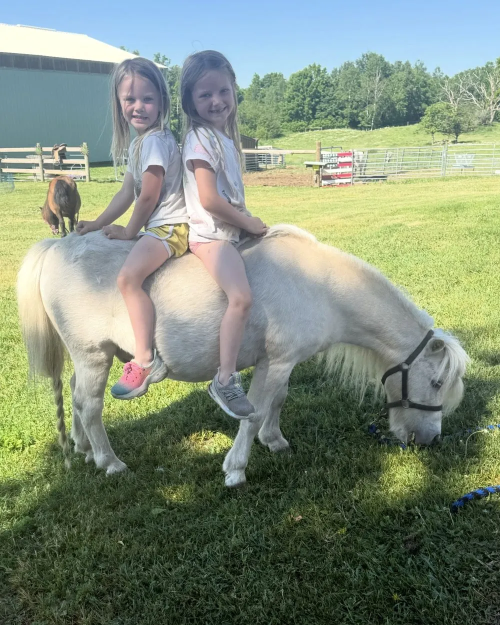 Buttons, part of the Pony Parties Express herd