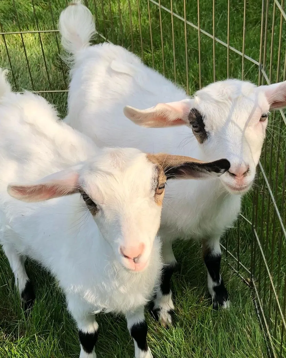 Sparkles & Barbie, part of the Pony Parties Express herd